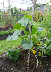 Cucumber plant climbing a bamboo cane wigwam