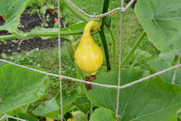Small yellow uchiki kuri gourd on a vine climbing netting