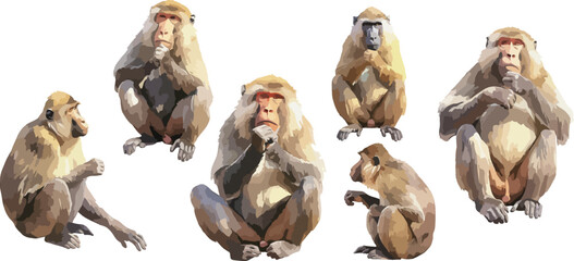 baboon watercolor clipart	