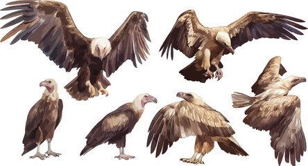 vulture watercolor clipart	
