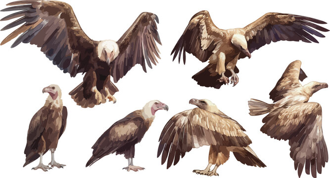 vulture watercolor clipart	