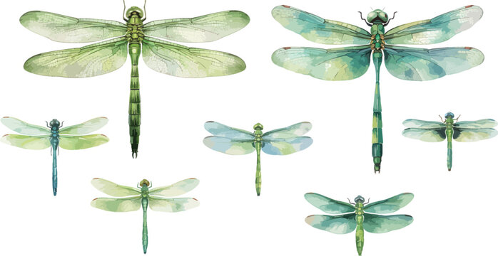 dragonfly watercolor clipart	