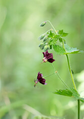 Dusky crane's-bill, Mourning widow - Geranium phaeum