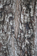 Bark texture background close up