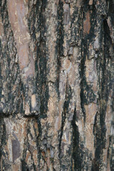 Bark texture background close up