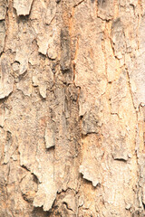Bark texture background close up