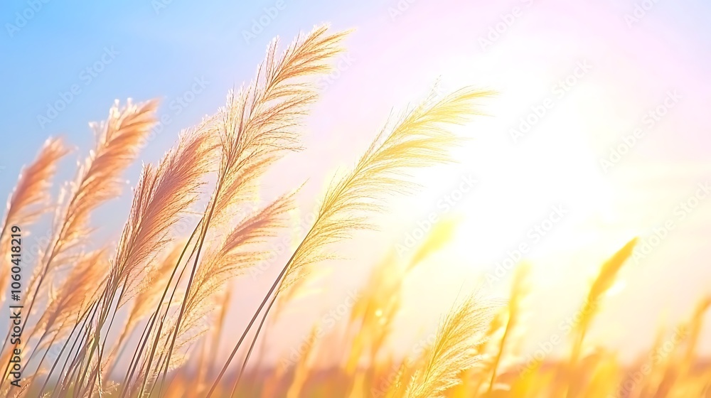 Poster sunlit meadow with golden grass abstract gradient background with copy space