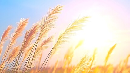 Sunlit Meadow with Golden Grass Abstract Gradient Background with Copy Space