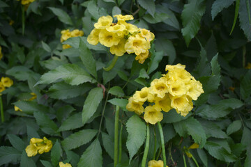 Obraz premium Yellow trumpetbush (Tecoma stans) Called Yellow bell or Yellow Elder Flower, trumpet flower, Beautiful bunch of yellow flowers closeup with green leaves Background, tecoma stans
