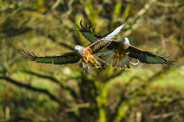 Red Kite, Milvus milvus, bird in flight