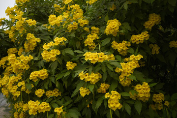 Yellow trumpetbush (Tecoma stans) Called Yellow bell or Yellow Elder Flower, trumpet flower, Beautiful bunch of yellow flowers closeup with green leaves Background, tecoma stans