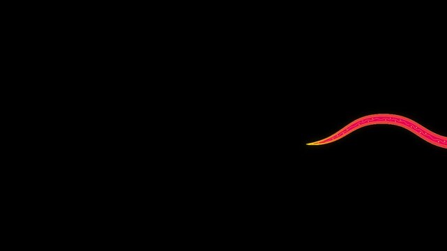 Animation of a traditional Chinese snake flying along the frame, space for text in Chinese style for 2025 New Year greetings, Chinese New Year celebration. Red serpent snake on black and green screen
