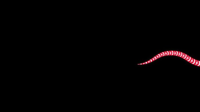 Animation of a traditional Chinese snake flying along the frame, space for text in Chinese style for 2025 New Year greetings, Chinese New Year celebration. Red serpent snake on black and green screen