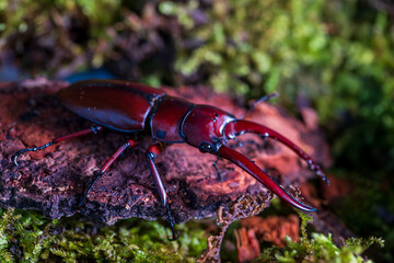 Prosopocoilus astacoides fraternus. Beetle Stag Area collect, North Thailand.