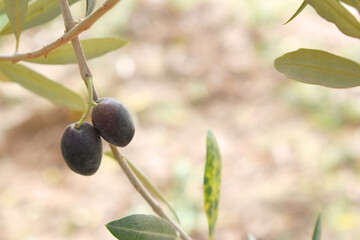 ripe black olives on tree closeup, Olive-tree branch with ripe black olives, olive tree plantation...