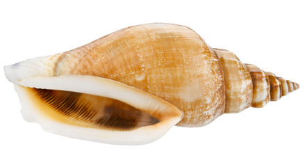 Seashell beige brown isolated on a transparent background. Very close macro photography. Completely in focus.