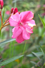 Nerium oleander in bloom, Pink siplicity bunch of flowers and green leaves on branches, Nerium Oleander shrub Pink flowers, ornamental shrub branches in daylight, bunch of flowers closeup