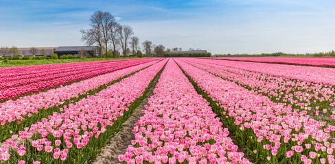 Panorama of a field with pink tulips in Noordoostpolder, Netherlands
