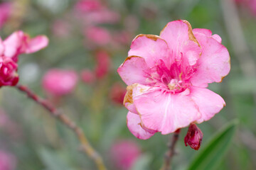 Obraz premium Nerium oleander in bloom, Pink siplicity bunch of flowers and green leaves on branches, Nerium Oleander shrub Pink flowers, ornamental shrub branches in daylight, bunch of flowers closeup