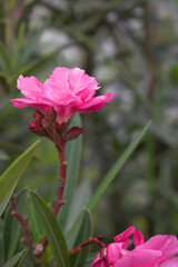 Nerium oleander in bloom, Pink siplicity bunch of flowers and green leaves on branches, Nerium...
