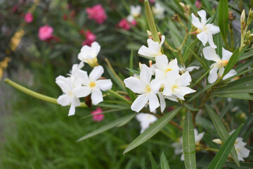 Nerium oleander in bloom, White siplicity bunch of flowers and green leaves on branches, Nerium...