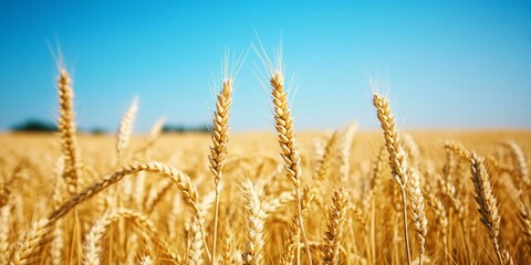 Fototapeta premium Golden Wheat Field Under a Blue Sky