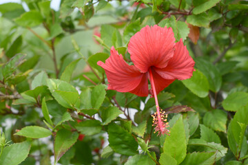 flower of Shoeblackplant plant, red Shoeblackplant flower, shoeblackplant flowers bloom among its...