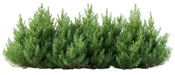 Lush green shrubs arranged neatly on a transparent PNG background for digital design projects or nature-themed graphics