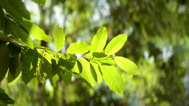 The video shows sunlight shining through green leaves, creating beautiful light and shadow. The leaves are bright green, with clear veins. The sunlight helps to make the leaves more translucent
