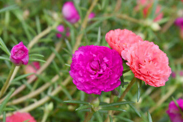 Portulaca grandiflora or moss rose purslane flower closeup, Closeup pink moss rose purslane (portulaca grandiflora) flowers in garden tropical, delicate dreamy of beauty of nature with green leaves
