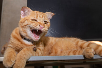 An orange domestic cat is lying on working desk making a threatening growl.