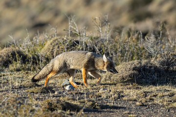 Patagonia Grey Fox, Pseudalopex griseus, Torres del Paine National Park, Chile