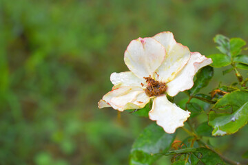 Fototapeta premium Beautiful White rose flower closeup in garden, A very beautiful rose flower bloomed on the rose tree, Rose flower, bloom flowers, Natural spring flower, Nature