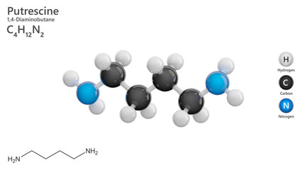 Molecule: Putrescine. Toxic diamine. Molecular structure. Formula: C4H12N2. Chemical model: Ball and stick. White background. 3D illustration.