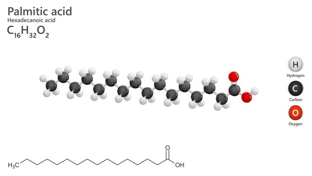 Molecule: Palmitic acid or hexadecanoic acid. Palm oil. Molecular structure. Formula: C16H32O2. Chemical model: Ball and stick. White background. 3D illustration.