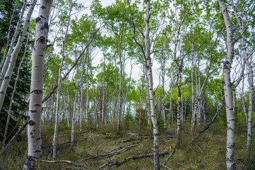 Fototapeta premium White Birch Forest in summer. Old fort point trail. Jasper National Park, Alberta, Canada. Canadian Rockies.