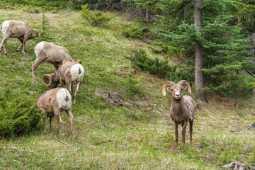 A group of Bighorn Sheeps (ram,male) foraging in forest in summer. Jasper National Park, Alberta, Canada. Canadian Rockies.