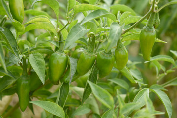 fresh green chili on plant closeup, chili plants in organic farming, Chilies closeup in field, Green chili plant in a farmer's field, Ripe green chili on a plant in Chakwal, Punjab, Pakistan
