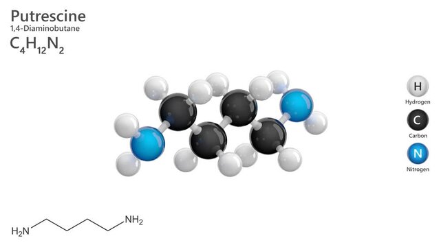 Putrescine. Toxic diamine. Animated 3D model of a molecule. Molecular formula: C4H12N2. Chemical model: Ball and stick. White background. 3D rendering. Seamless loop.