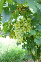 Close up of grapes hanging on Vine, Hanging grapes. Grape farming. Grapes farm. Tasty green grape bunches hanging on branch. Grapes With Selective Focus on the subject, Chakwal, Punjab, Pakistan