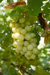 Close up of grapes hanging on Vine, Hanging grapes. Grape farming. Grapes farm. Tasty green grape bunches hanging on branch. Grapes With Selective Focus on the subject, Chakwal, Punjab, Pakistan