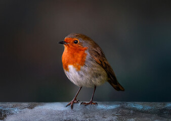A close up of the European Robin Redbreast  