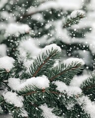 Snowy Evergreen Branches in Winter Wonderland