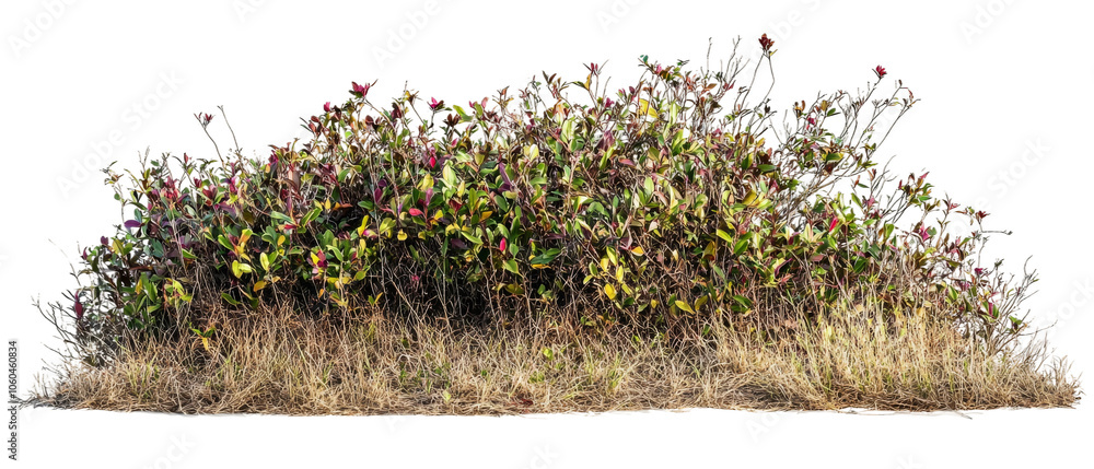 Poster a dense shrubbery patch with colorful foliage and dry grass at its base, captured with a transparent