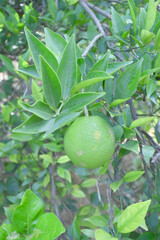 unripe green oranges on tree, close-up of a beautiful orange tree with green oranges, fruit hanging on a tree, Close-up of unripe oranges hanging on a tree, Chakwal, Punjab, Pakistan