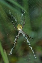 spider on a web