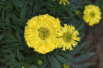 Yellow marigold flower blossom in garden, Yellow Mari Gold flowers for decorate garden, Close up of beautiful Yellow marigold flower. Nature, Marigold flowers bloom in the morning, Marigold