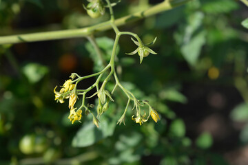  Tomato plant flowers and immature fruit