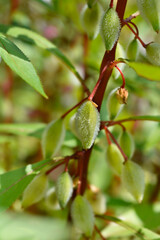 Garden balsam seed pod
