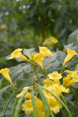 Yellow trumpetbush (Tecoma stans) Called Yellow bell or Yellow Elder Flower, trumpet flower, Beautiful bunch of yellow flowers closeup with green leaves Background, tecoma stans
